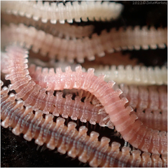 Gosodesmus claremontus