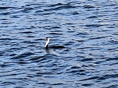 Phalacrocorax fuscescens