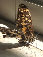 Papilio demodocus demodocus