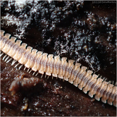 Gosodesmus claremontus