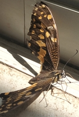 Papilio demodocus demodocus