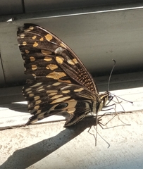 Papilio demodocus demodocus