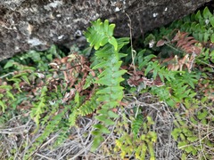Pellaea calidirupium