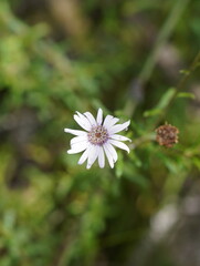 Olearia asterotricha