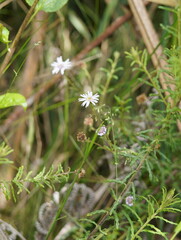 Olearia asterotricha