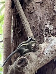 Tamiops mcclellandii