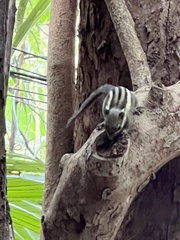 Tamiops mcclellandii