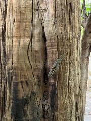 Tamiops mcclellandii