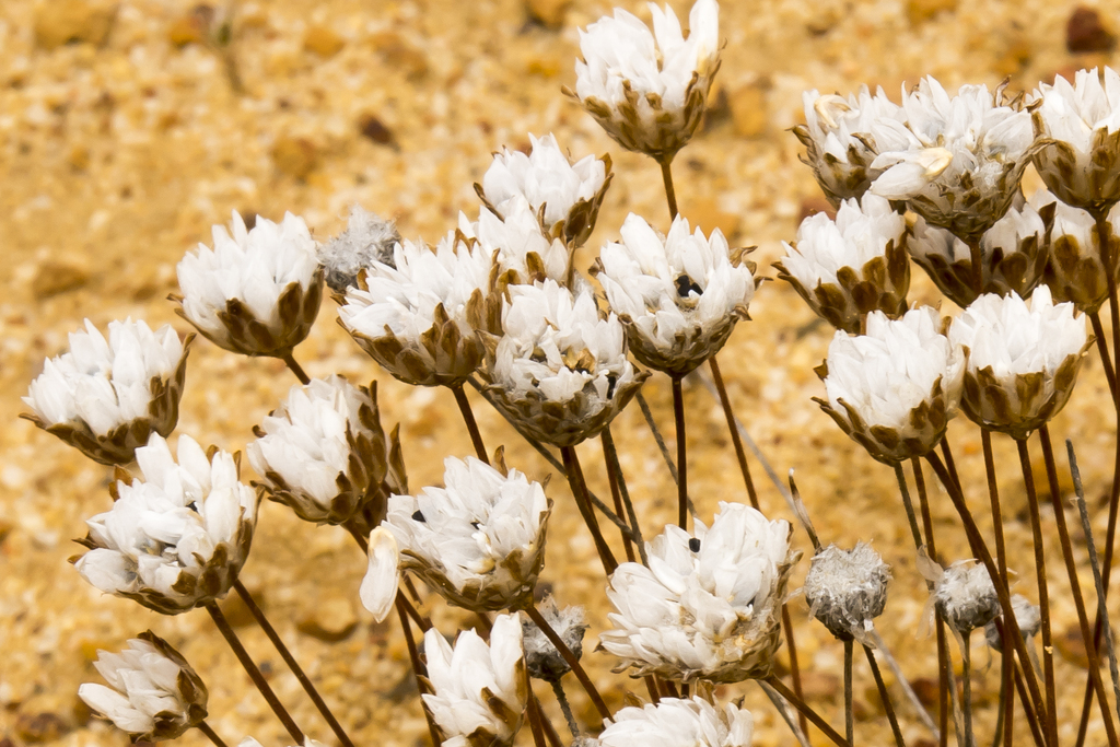 Laxmannia grandiflora