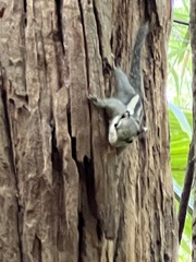 Tamiops mcclellandii