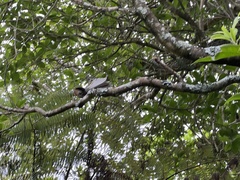 Rhipidura fuliginosa