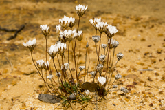 Laxmannia grandiflora