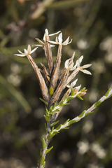 Lysinema ciliatum