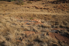 Selaginella burkei