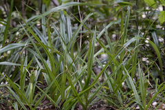 Pterostylis banksii