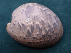 Bulla gouldiana