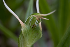 Pterostylis banksii
