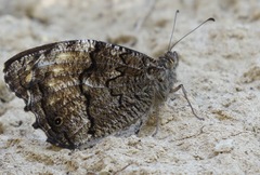 Hipparchia fagi