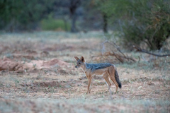 Lupulella mesomelas schmidti