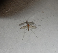Macrocera