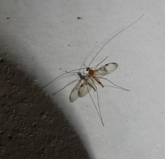 Macrocera