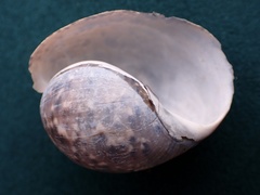Bulla gouldiana