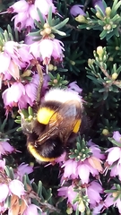 Bombus terrestris