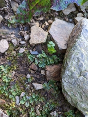 Marchantia polymorpha