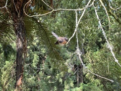 Rhipidura fuliginosa placabilis