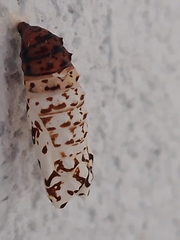 Melitaea didyma