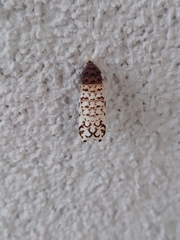 Melitaea didyma