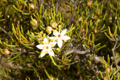 Phebalium filifolium