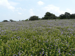 Strobilanthes sessilis