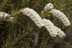 Physopsis lachnostachya