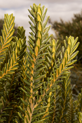 Physopsis lachnostachya