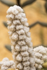 Physopsis lachnostachya