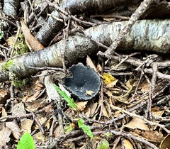 Plectania rhytidia