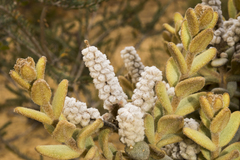 Physopsis lachnostachya