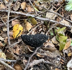 Plectania rhytidia