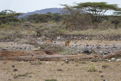 Lupulella mesomelas schmidti