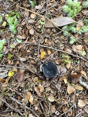 Plectania rhytidia