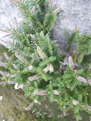 Veronica topiaria