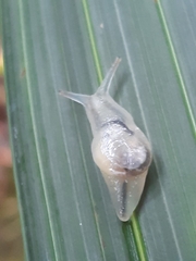Parmellops