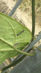 Odontomantis planiceps