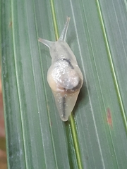 Parmellops