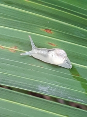 Parmellops