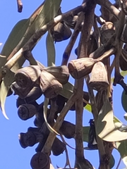 Eucalyptus gomphocephala