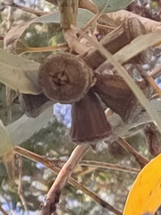 Eucalyptus gomphocephala