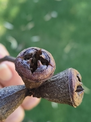 Eucalyptus gomphocephala