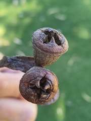 Eucalyptus gomphocephala